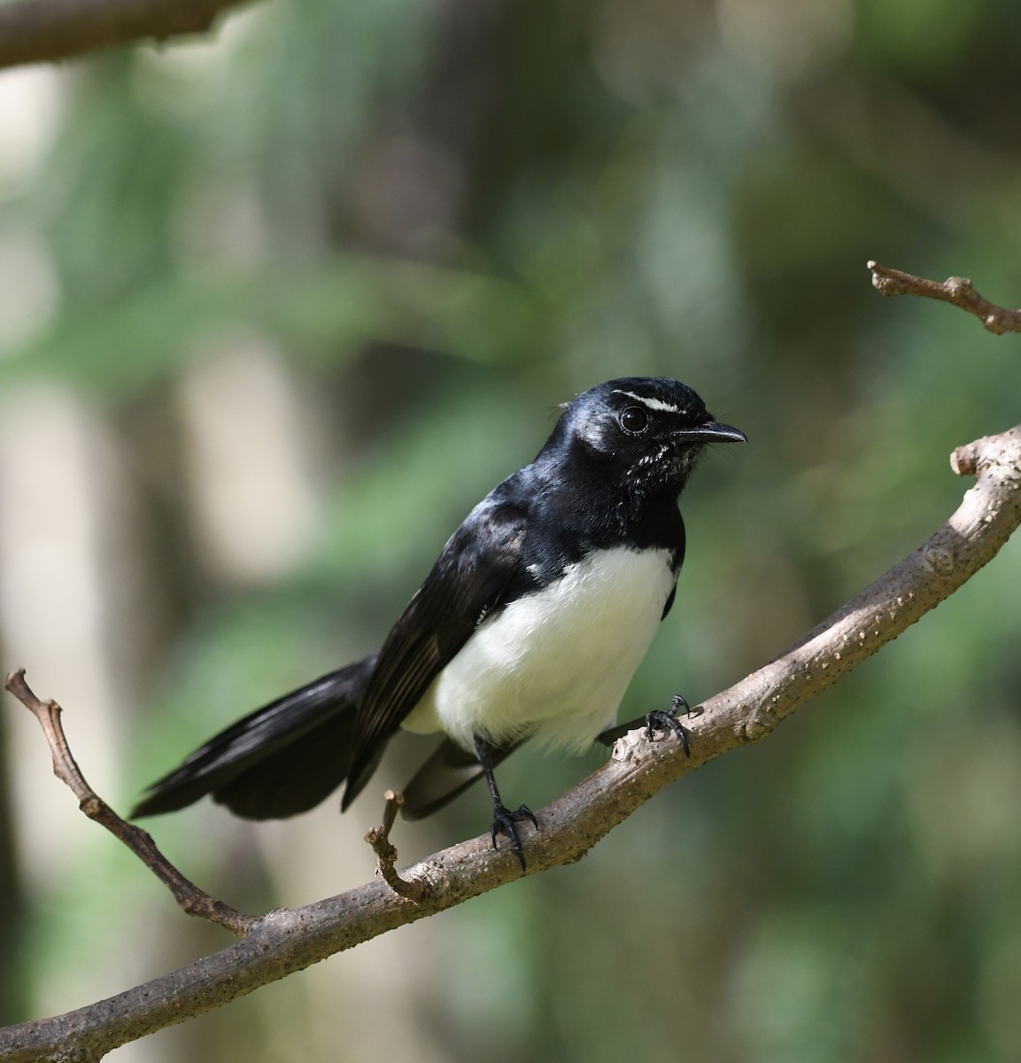 Willie-wagtail - ML621161774