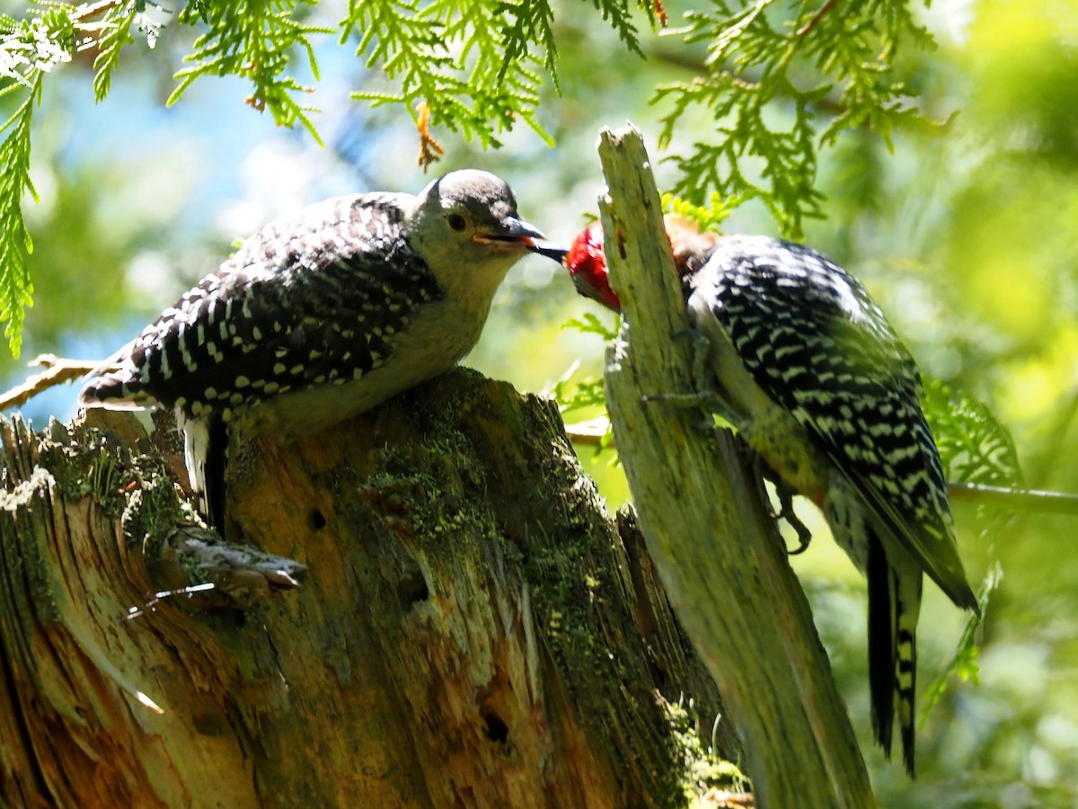 Red-bellied Woodpecker - ML621161803