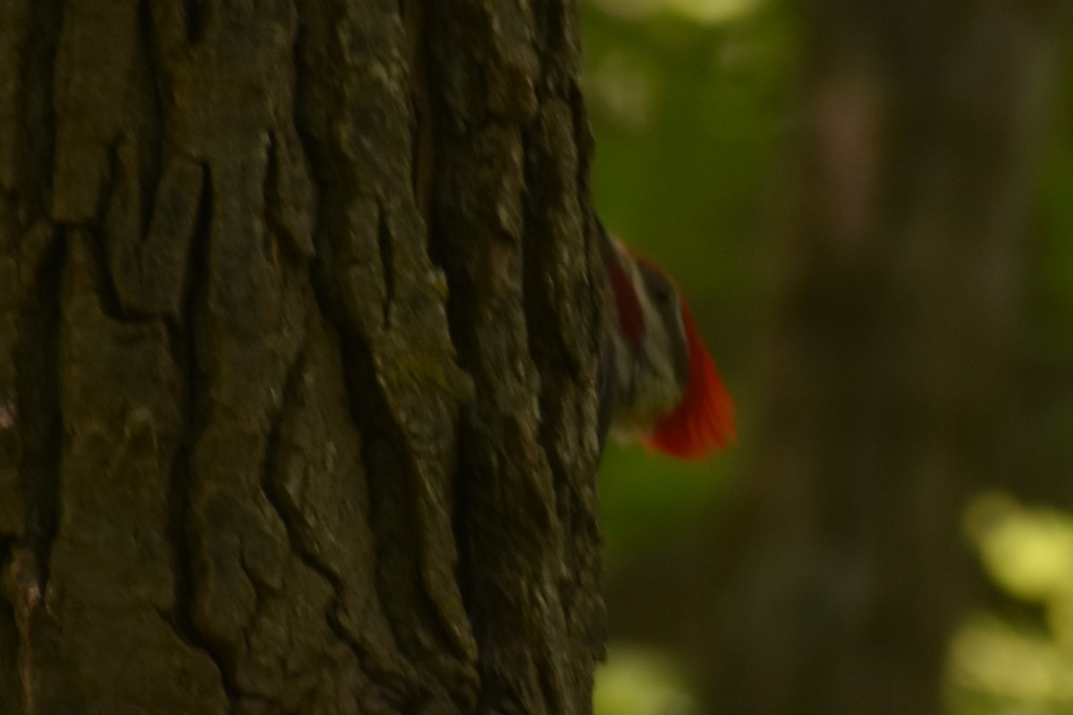 Pileated Woodpecker - ML621161817