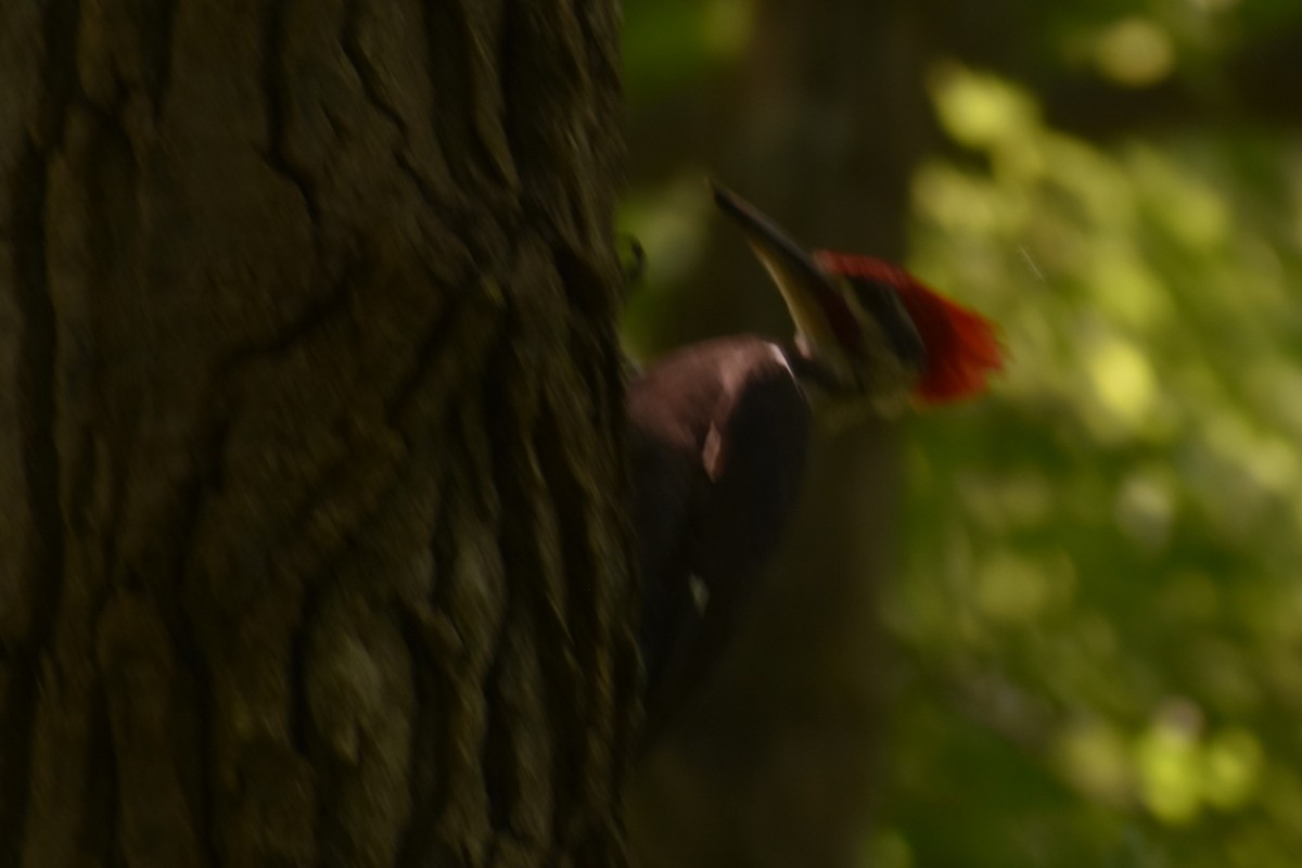 Pileated Woodpecker - ML621161818