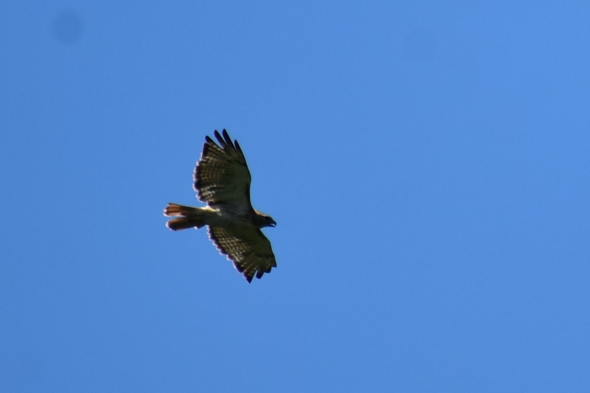 Red-tailed Hawk - ML621161822