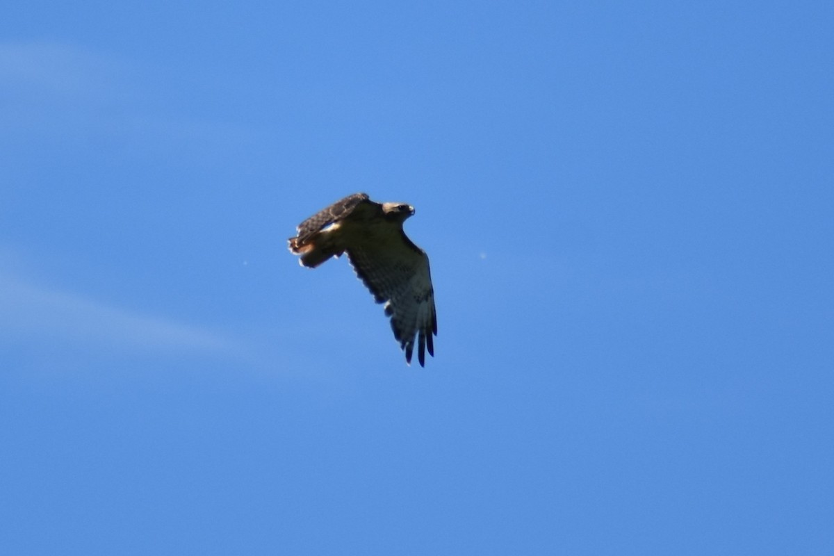 Red-tailed Hawk - ML621161824