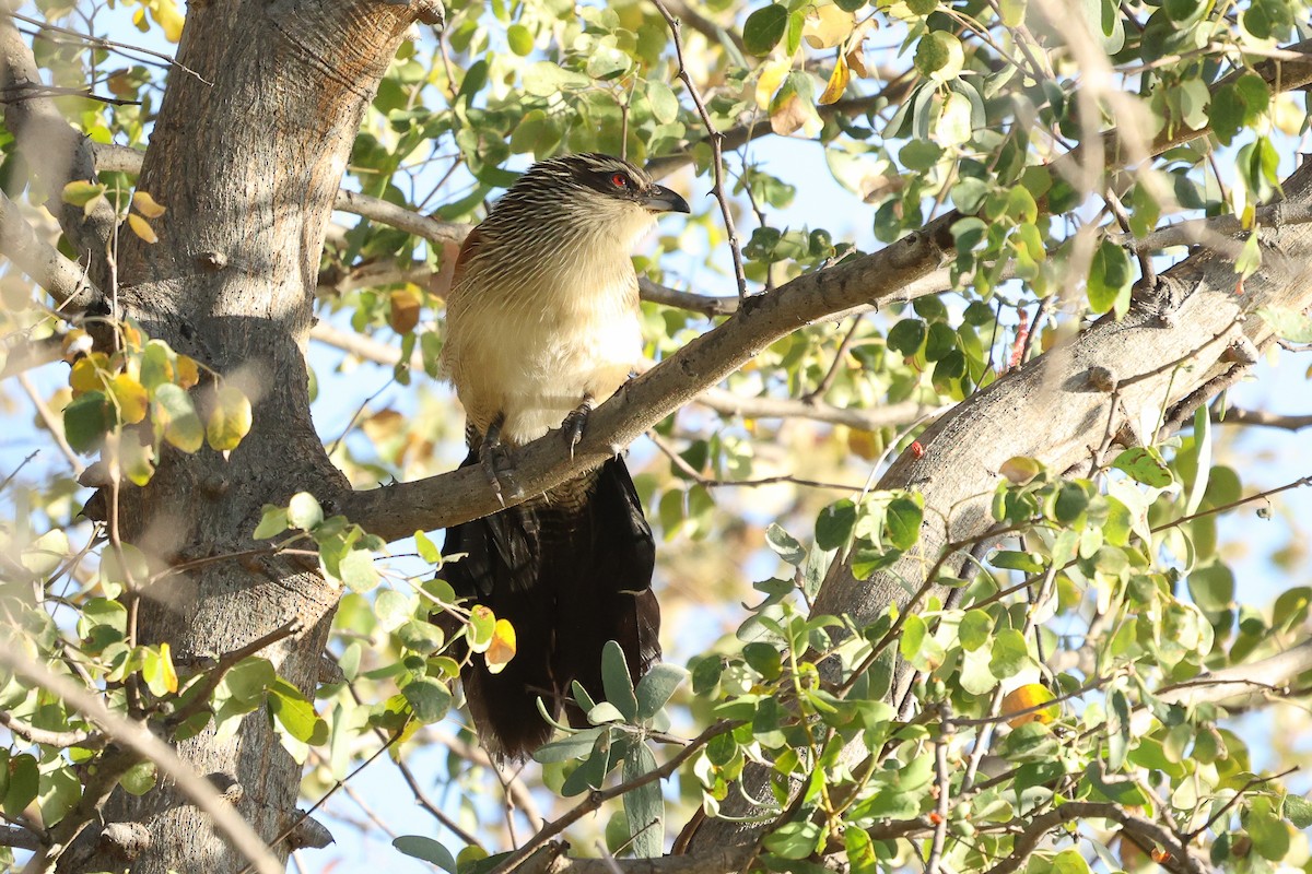 White-browed Coucal - ML621161859