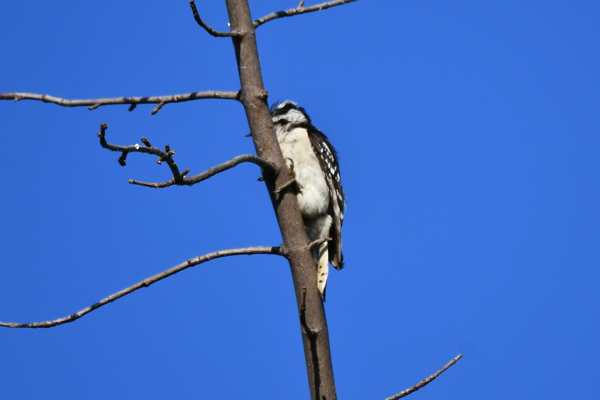 Downy Woodpecker - ML621161893