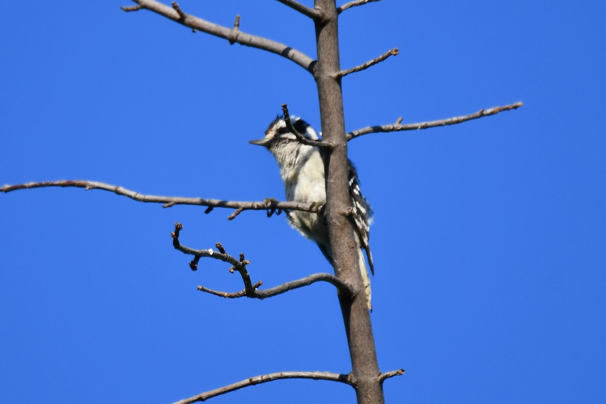 Downy Woodpecker - ML621161894