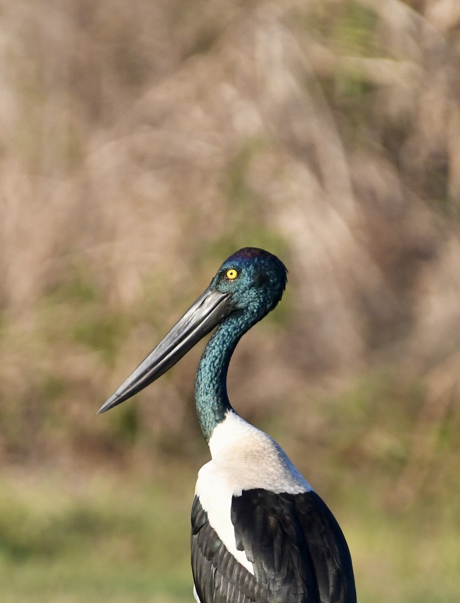 Black-necked Stork - ML621161913
