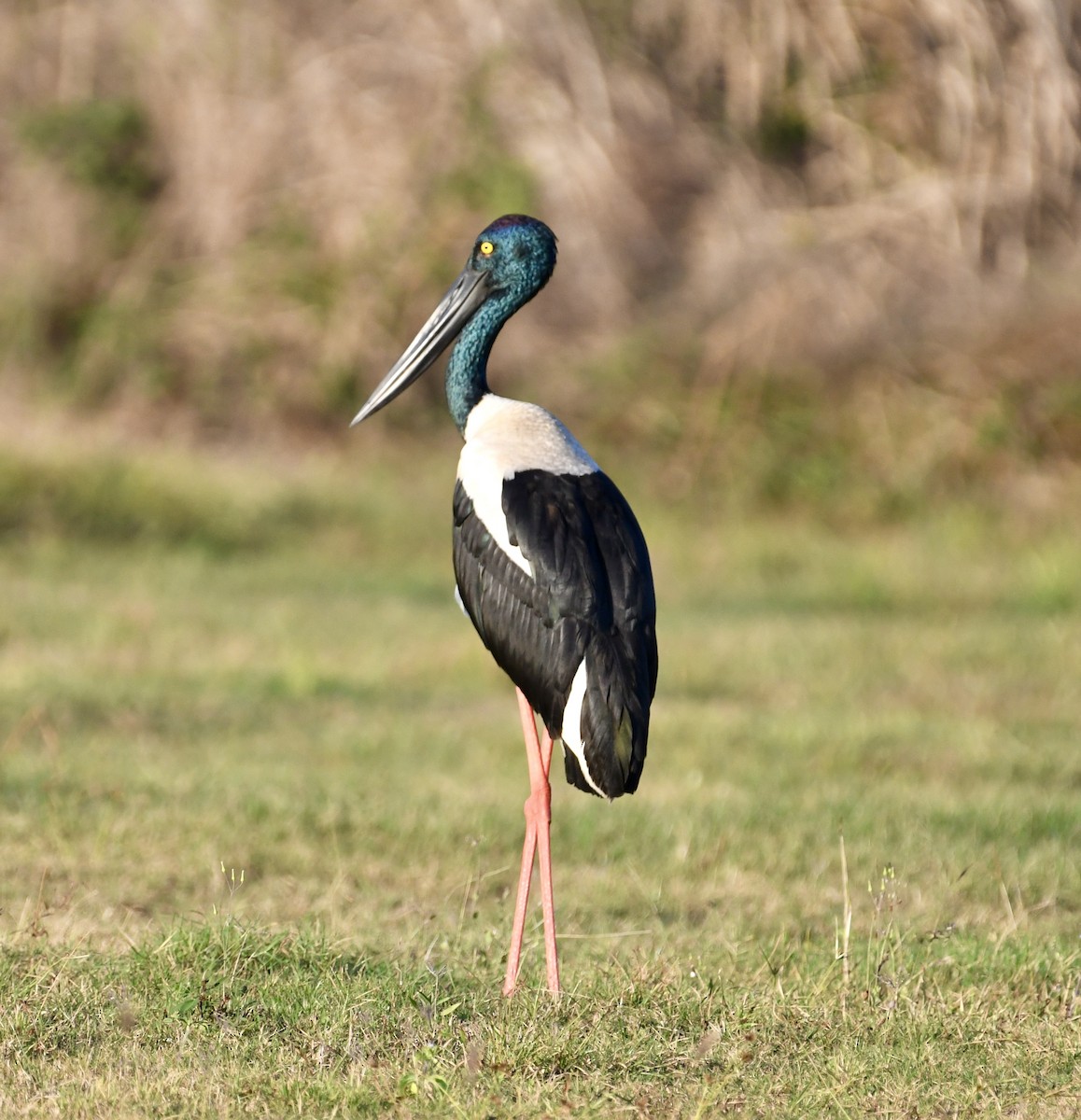 Black-necked Stork - ML621161914