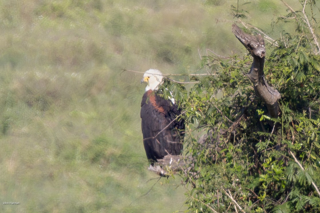 African Fish-Eagle - ML621161983