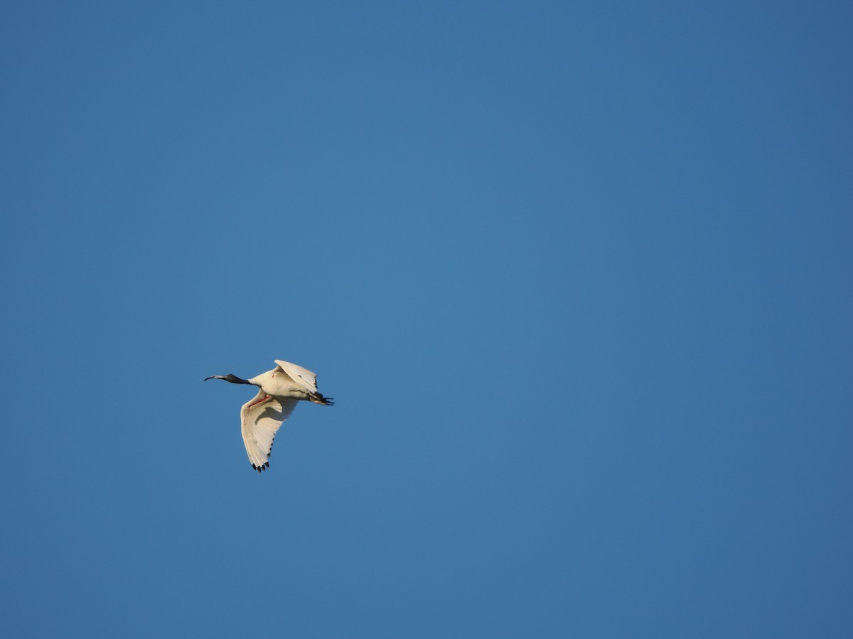 ibis australský - ML621161984