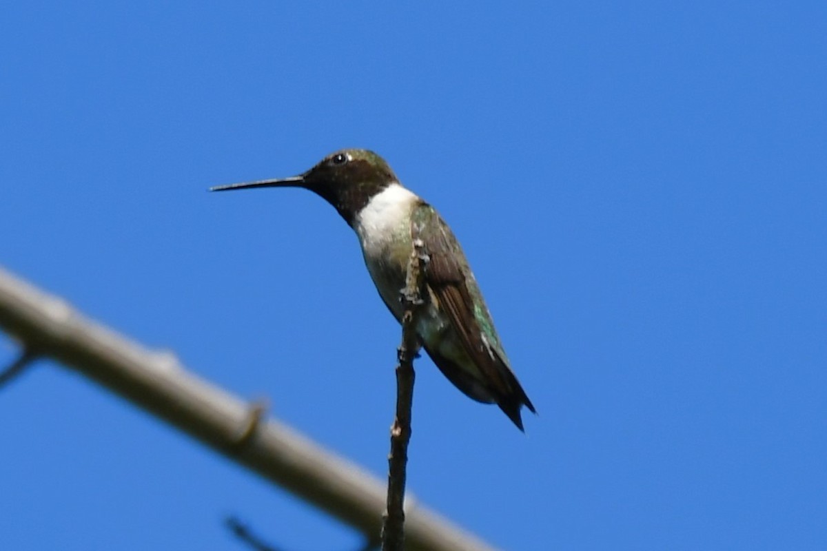 Black-chinned Hummingbird - ML621161986