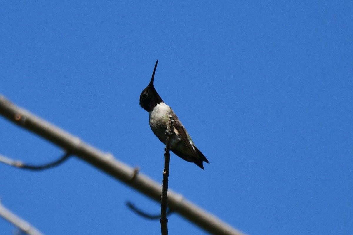 Black-chinned Hummingbird - ML621161987