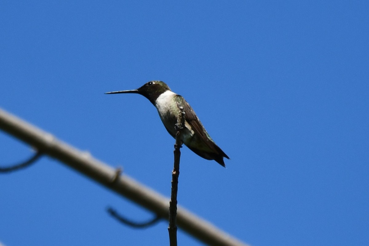 Black-chinned Hummingbird - ML621161988