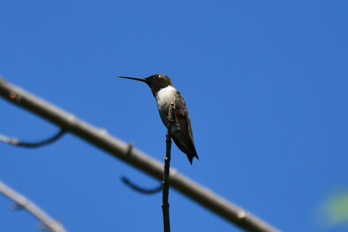 Black-chinned Hummingbird - ML621161989