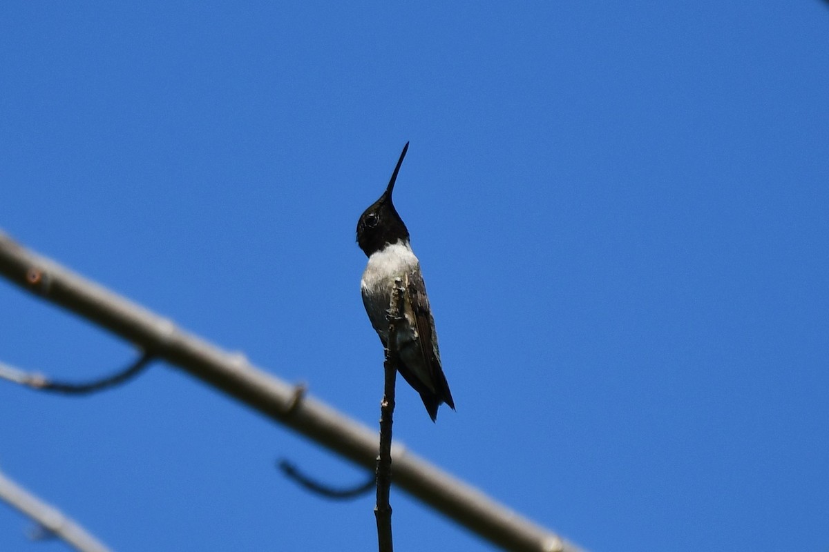 Black-chinned Hummingbird - ML621161990