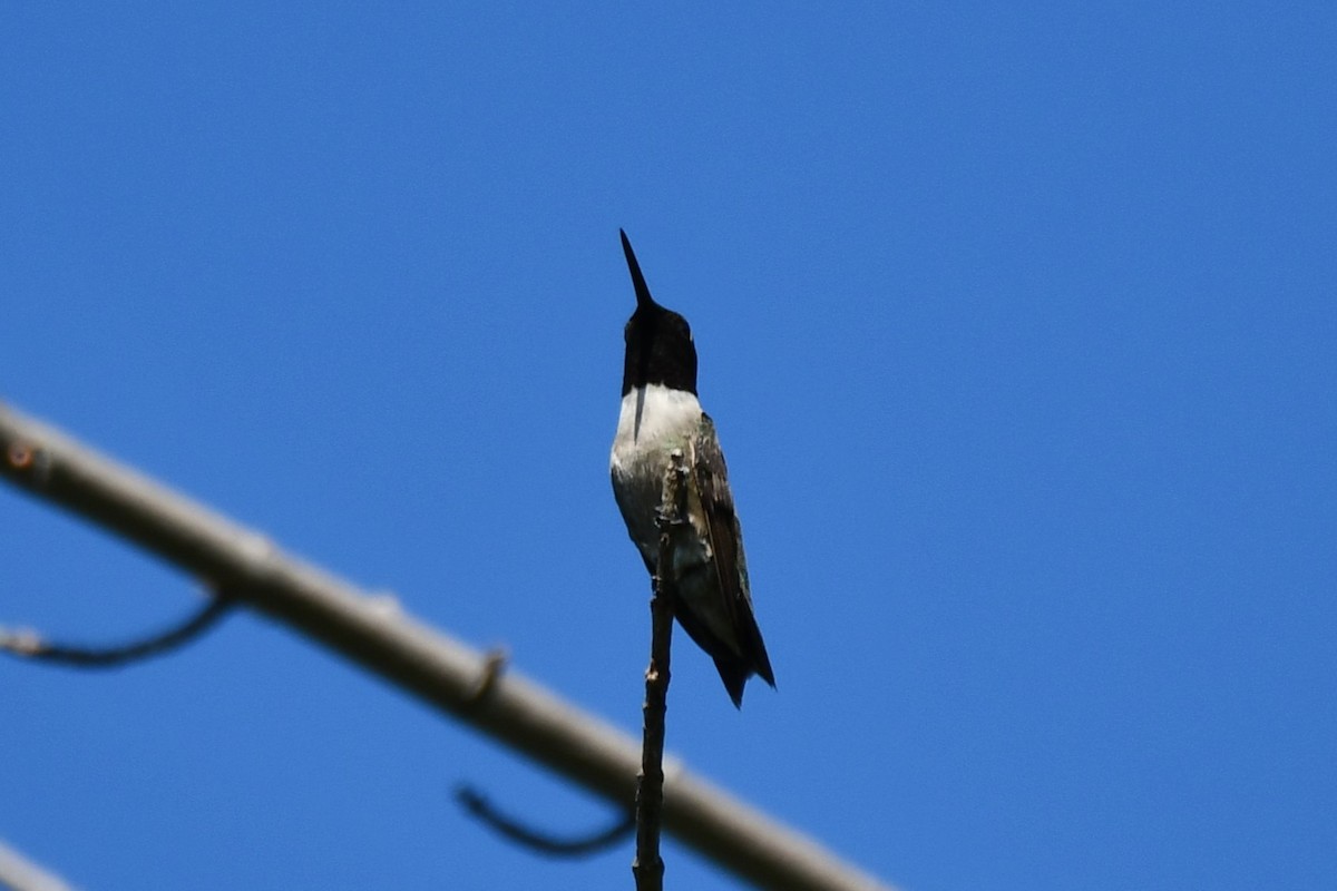 Black-chinned Hummingbird - ML621161991