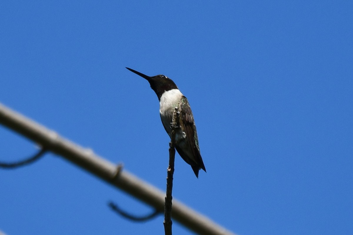 Black-chinned Hummingbird - ML621161992