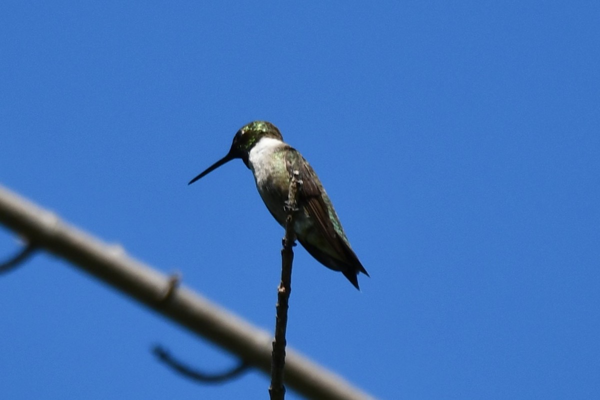 Black-chinned Hummingbird - ML621161993