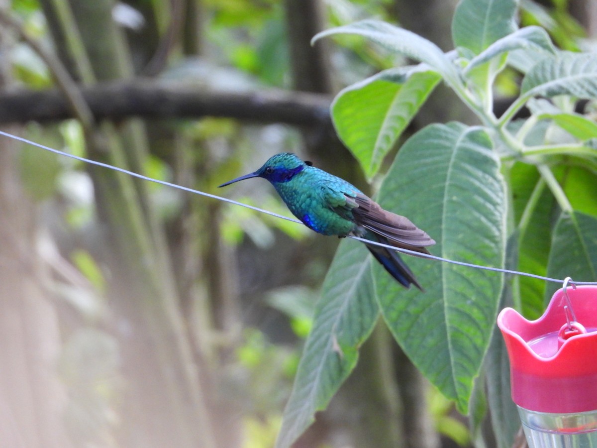 kolibřík modrolící - ML621162007