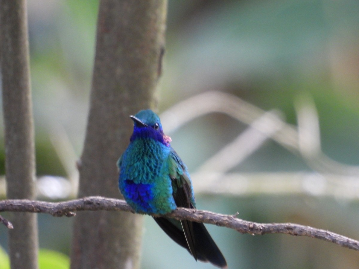 kolibřík modrolící - ML621162008