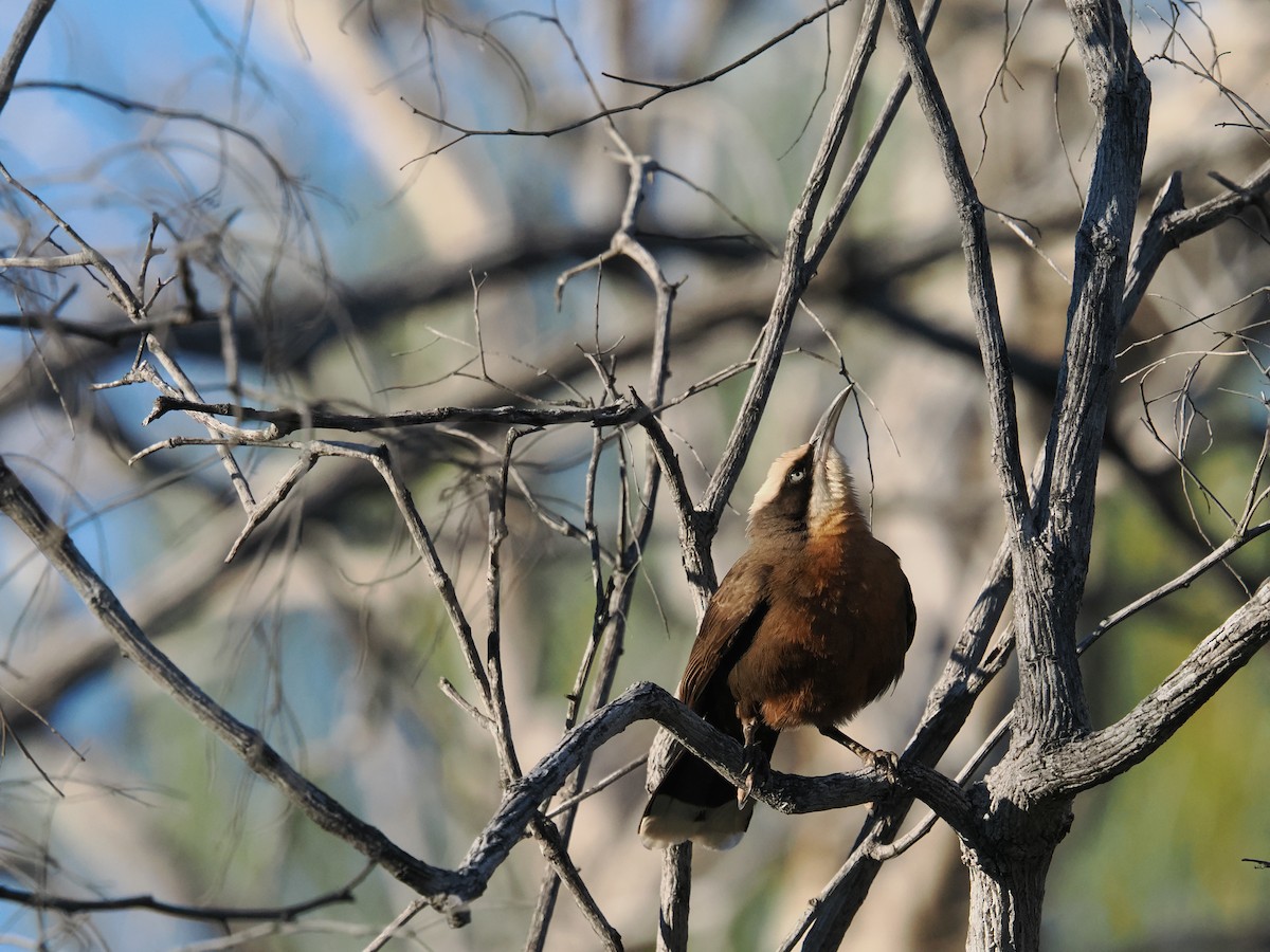 Gray-crowned Babbler - ML621162019