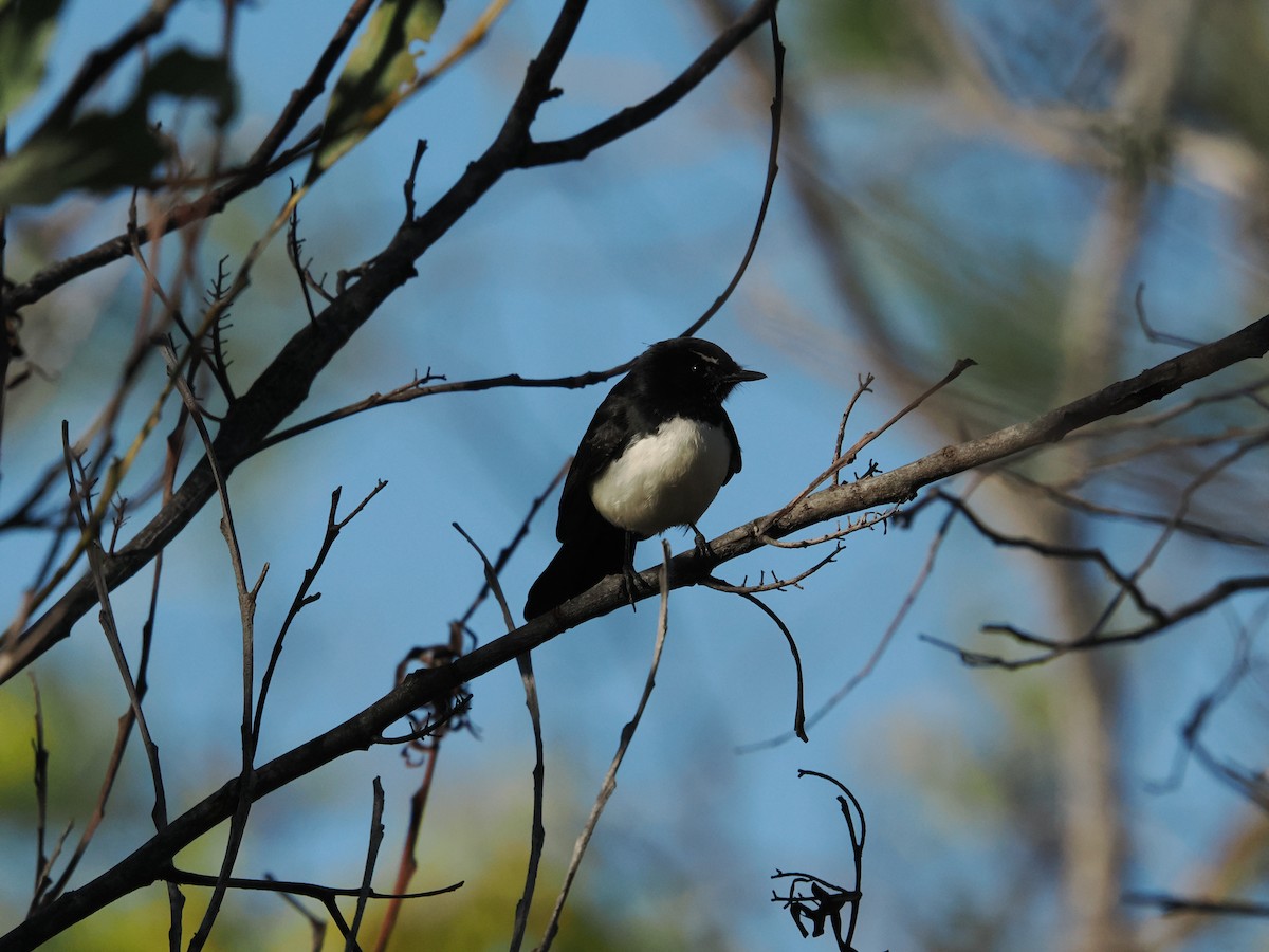 Willie-wagtail - ML621162044