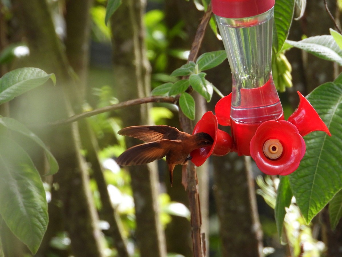 kolibřík duhovohřbetý - ML621162065