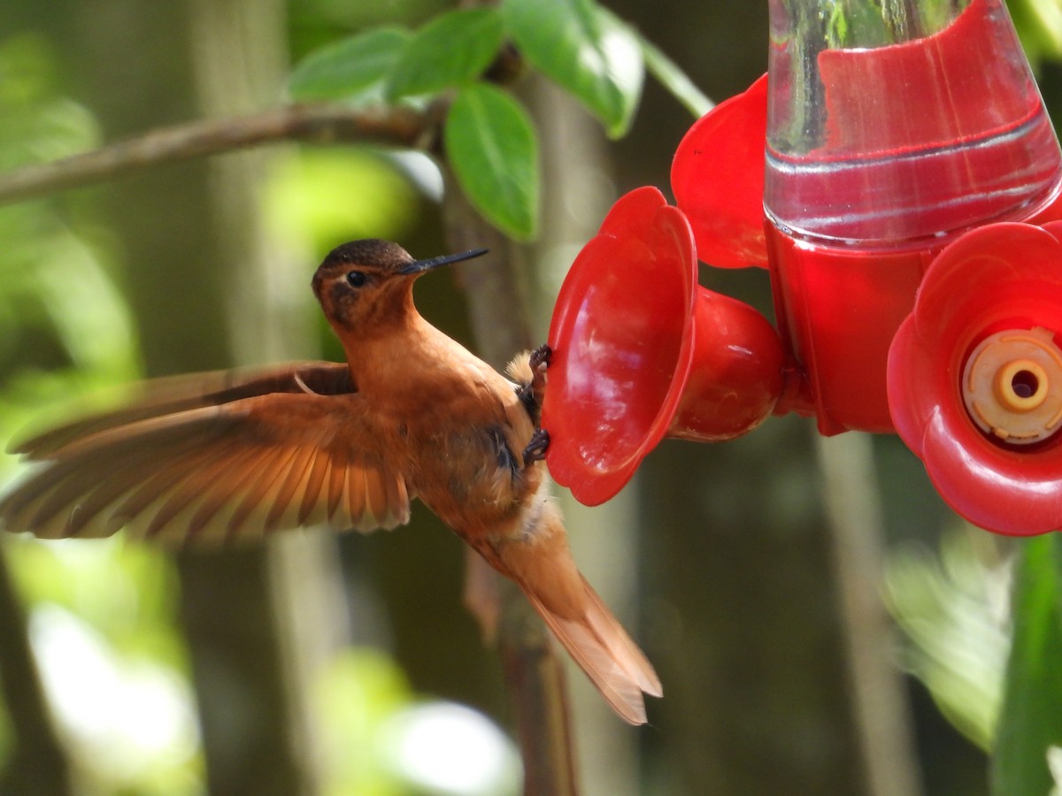 kolibřík duhovohřbetý - ML621162066