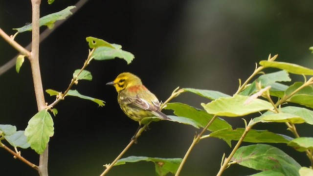 Prairie Warbler - ML621162079