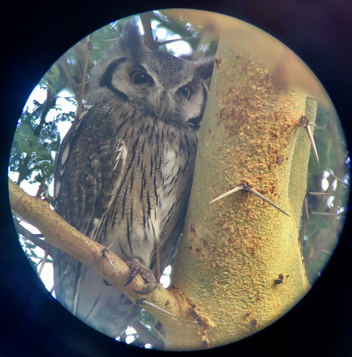 Southern White-faced Owl - ML621162081
