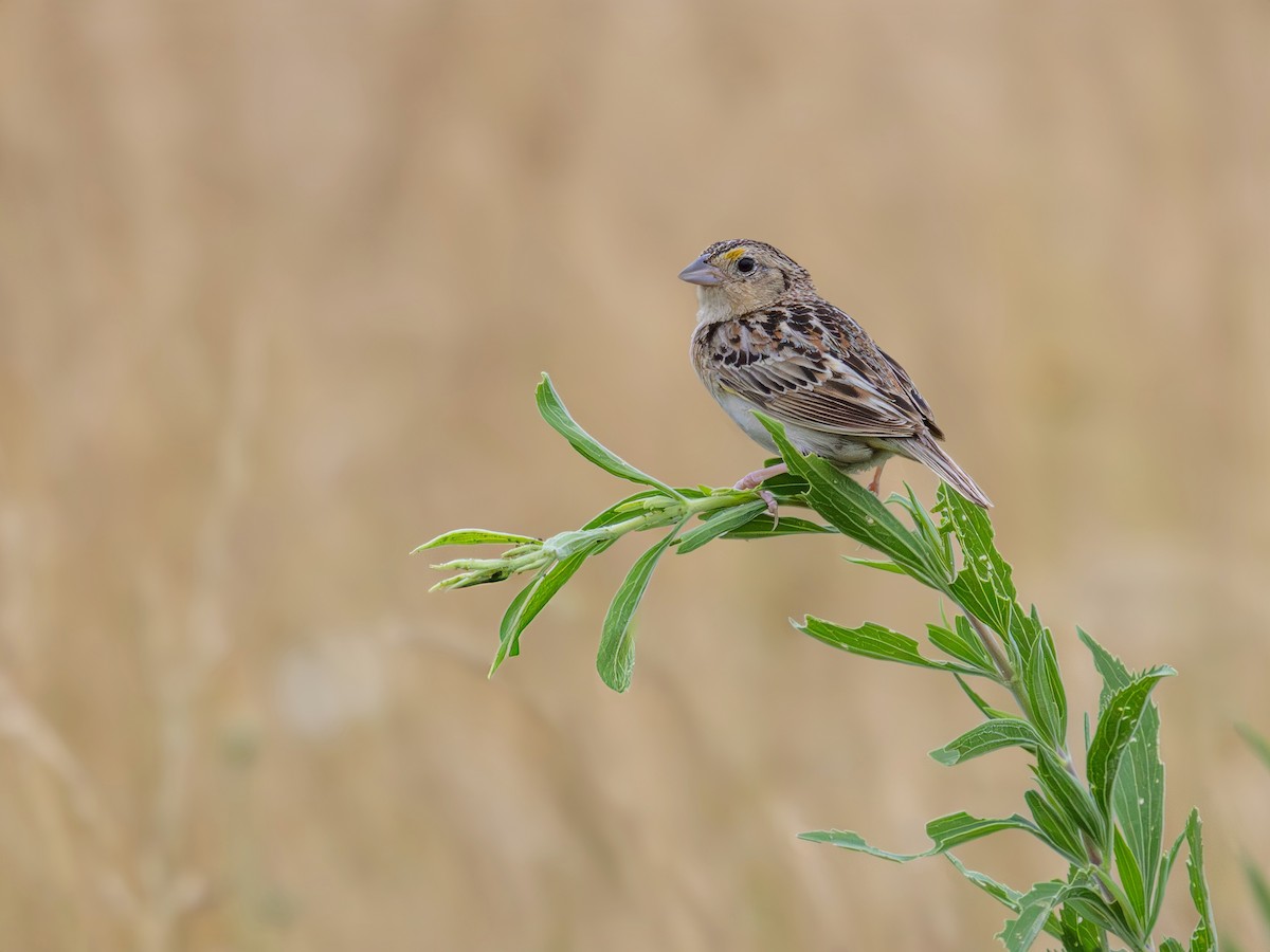 Grasshopper Sparrow - ML621162083