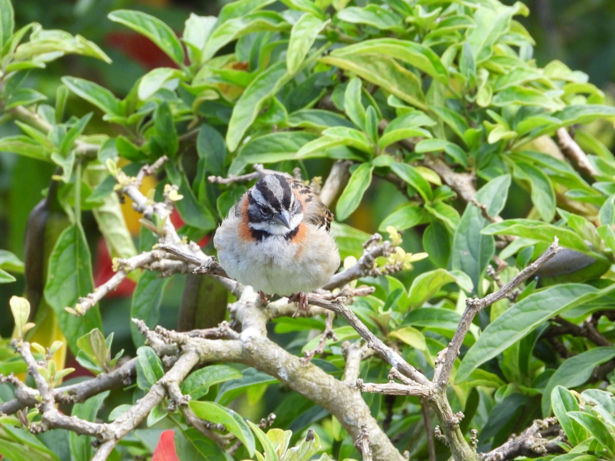 Rufous-collared Sparrow - ML621162084