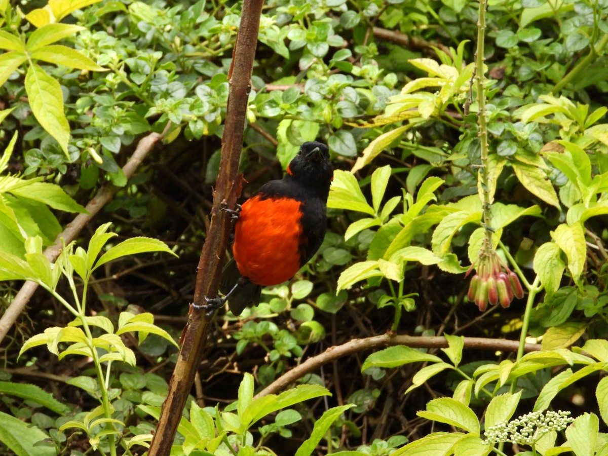 Scarlet-bellied Mountain Tanager - ML621162099