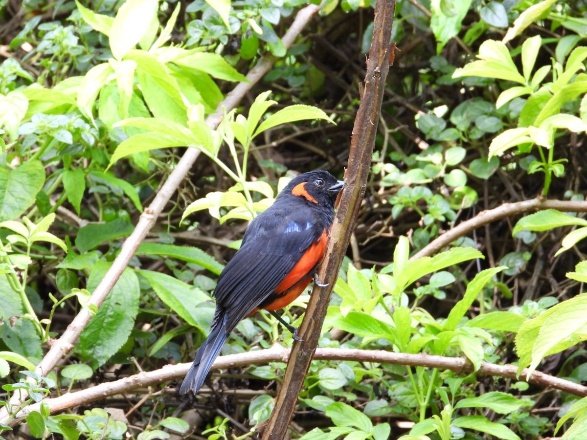 Scarlet-bellied Mountain Tanager - ML621162100