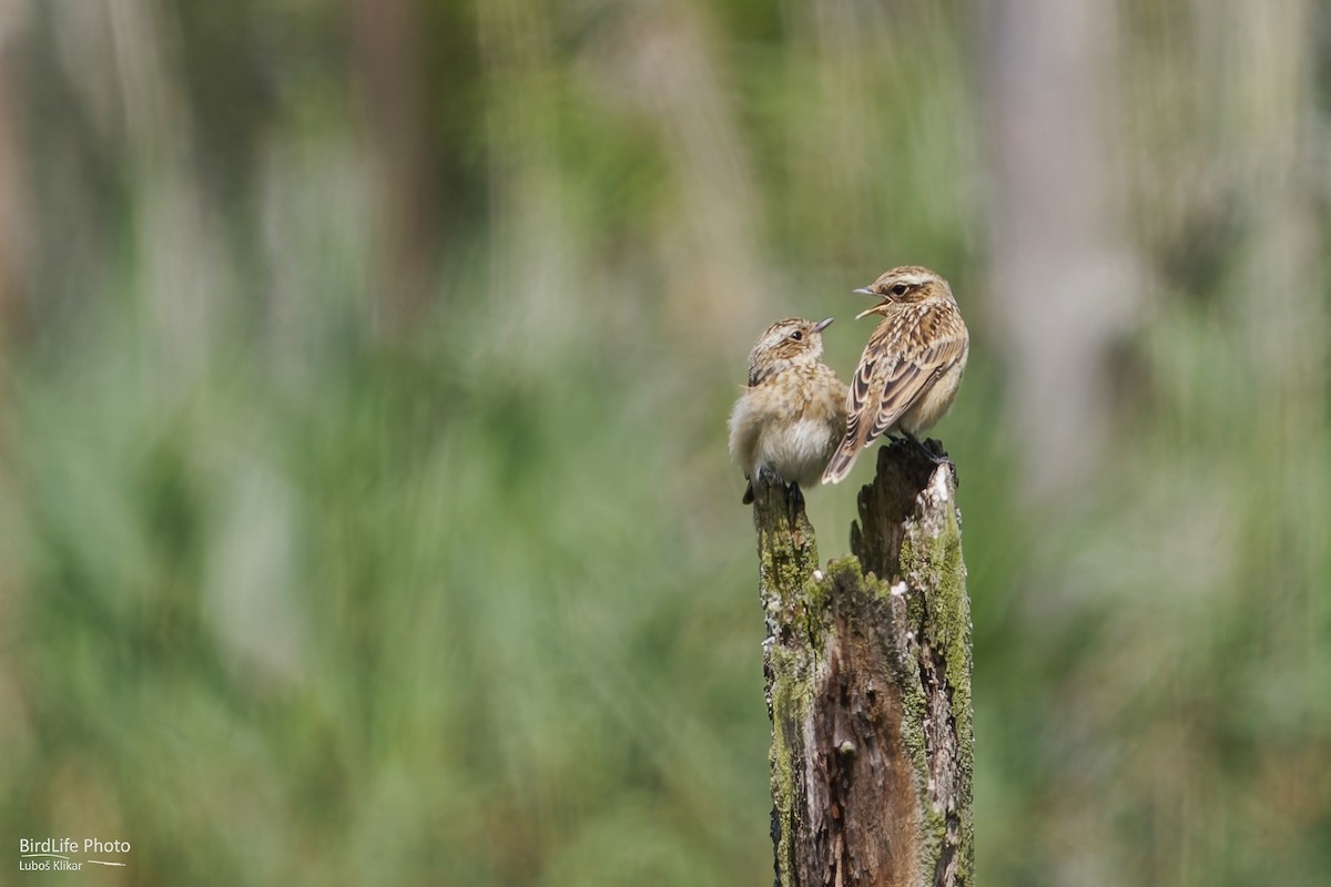 Whinchat - ML621162148