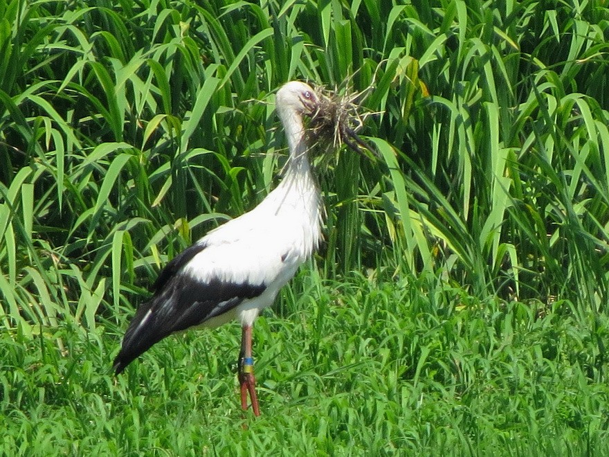 Oriental Stork - ML621162151