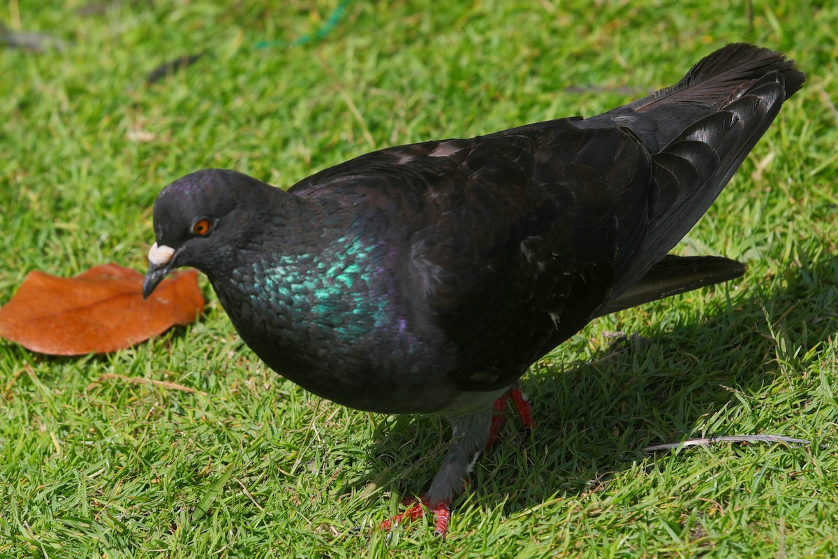 Pigeon biset (forme domestique) - ML621162197