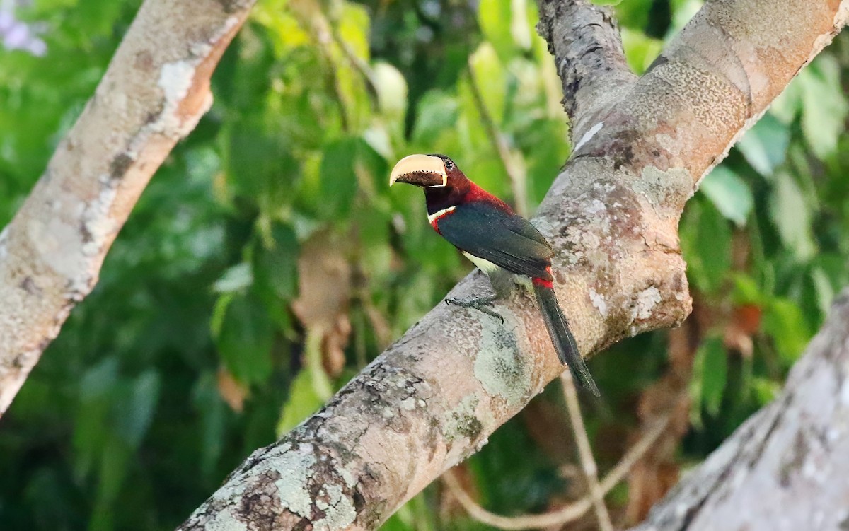 Red-necked Aracari (Western) - ML621162270
