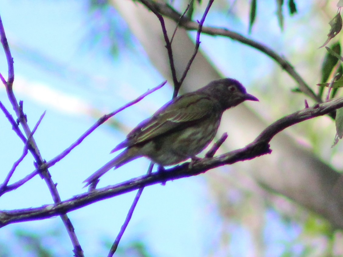 Australasian Figbird - ML621162285