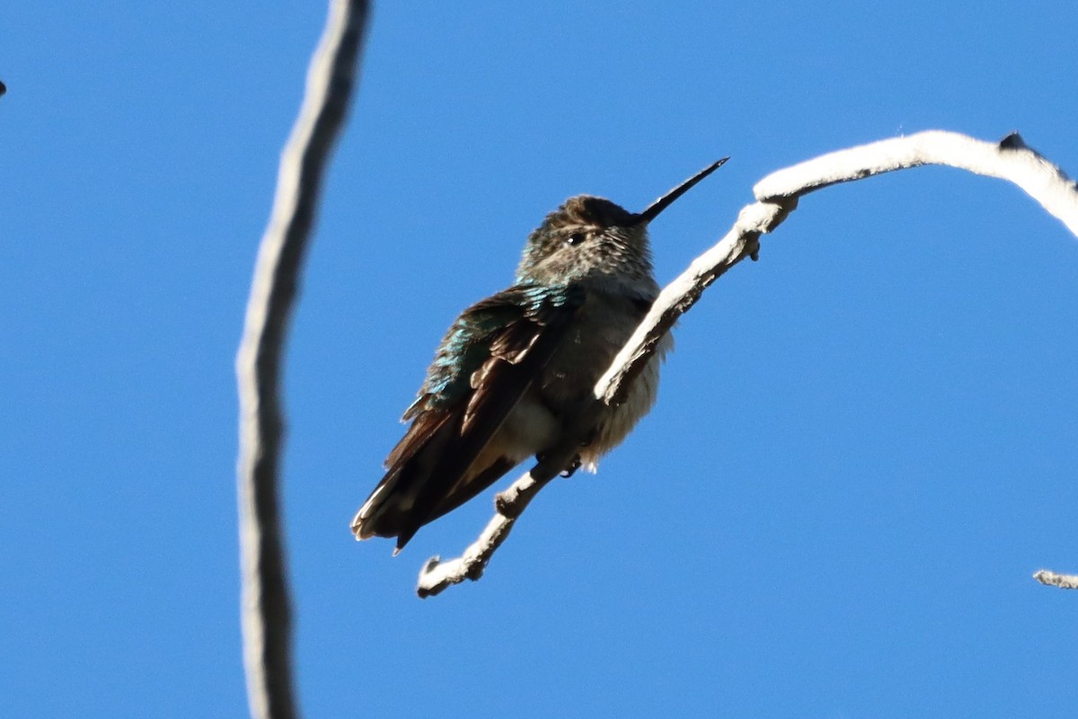 Broad-tailed Hummingbird - ML621162286