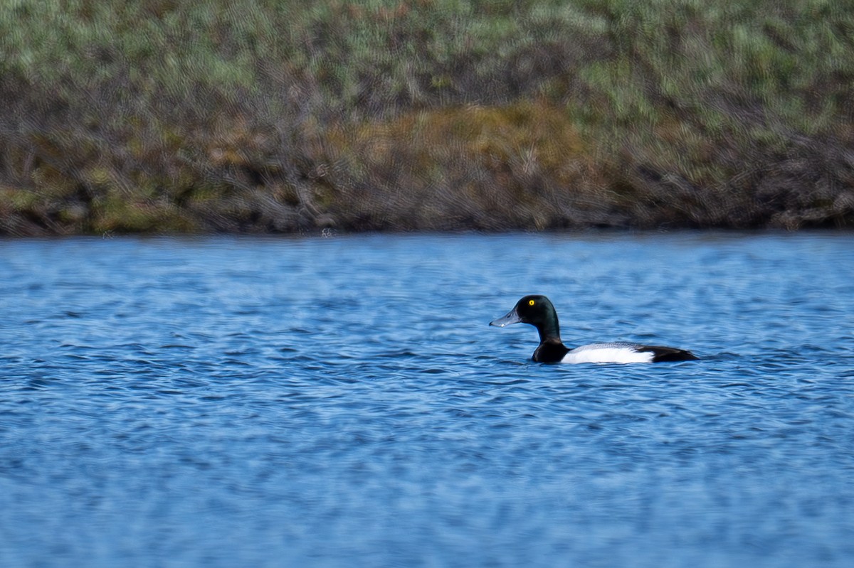 Greater Scaup - ML621162326
