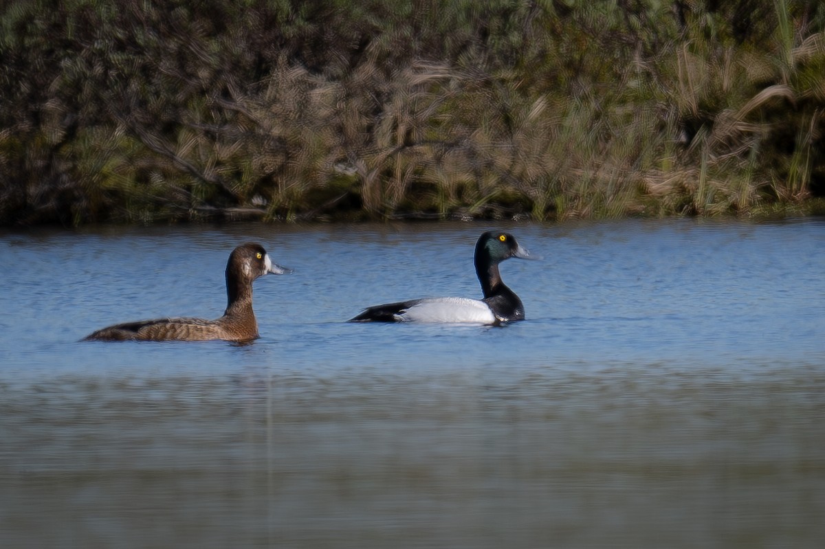 Greater Scaup - ML621162327
