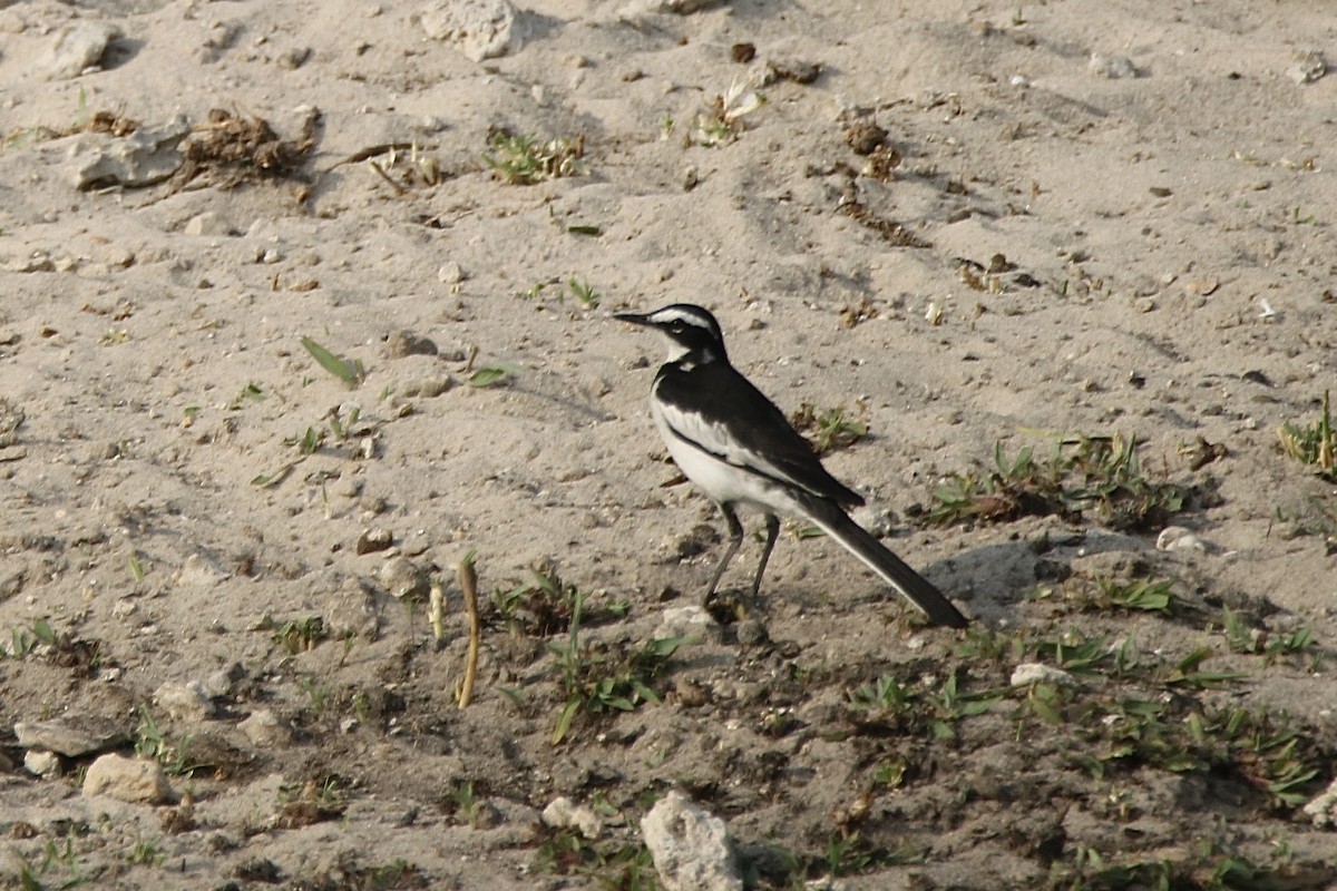 African Pied Wagtail - ML621162346