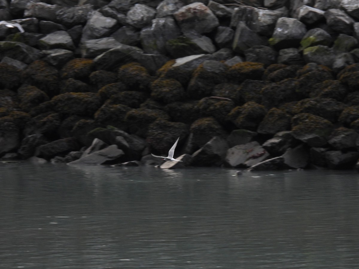 Arctic Tern - ML621162356