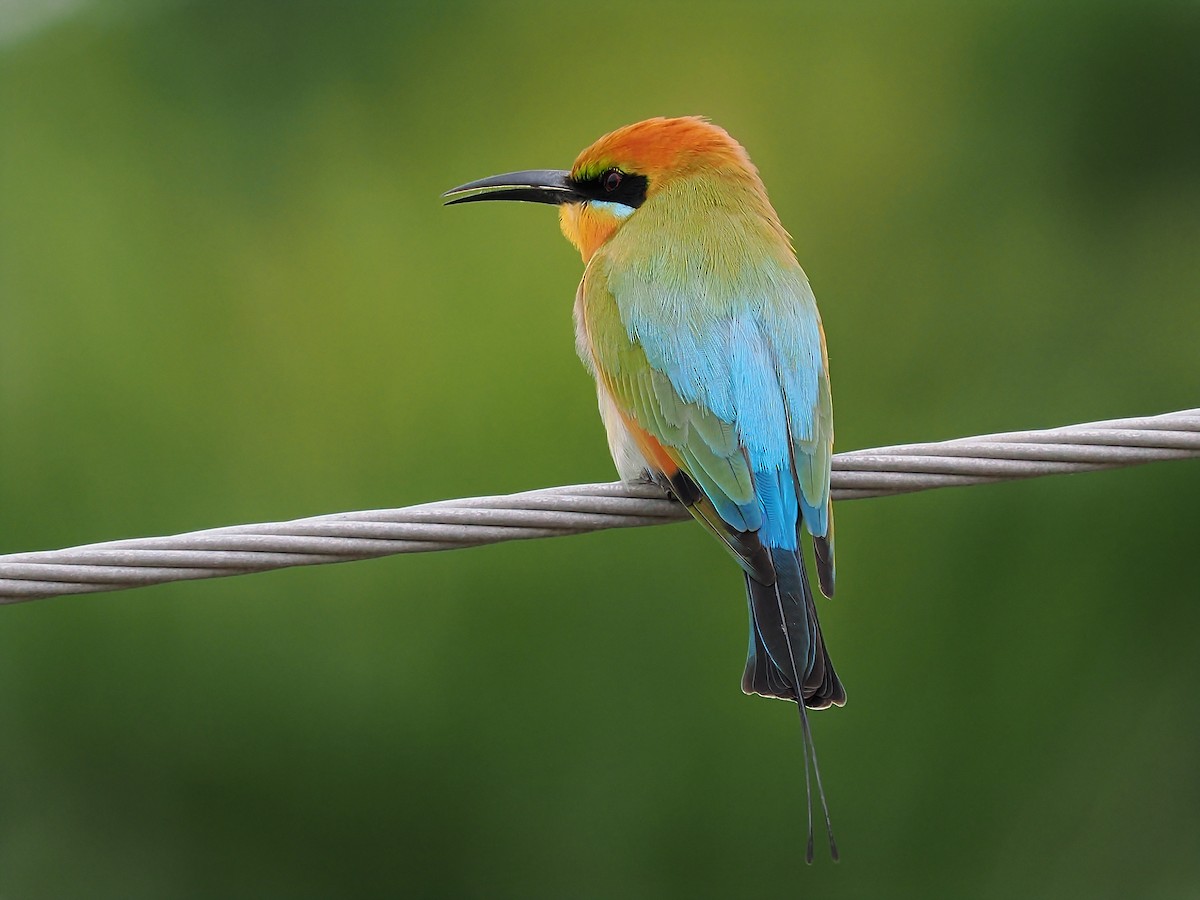 Rainbow Bee-eater - ML621162370