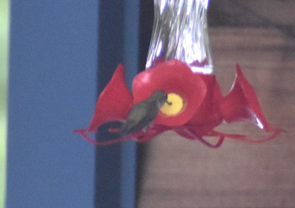 Rufous Hummingbird - ML621162371