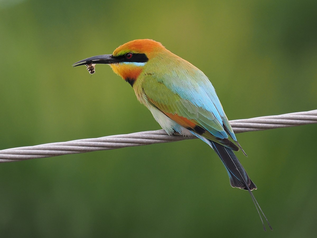 Rainbow Bee-eater - ML621162399