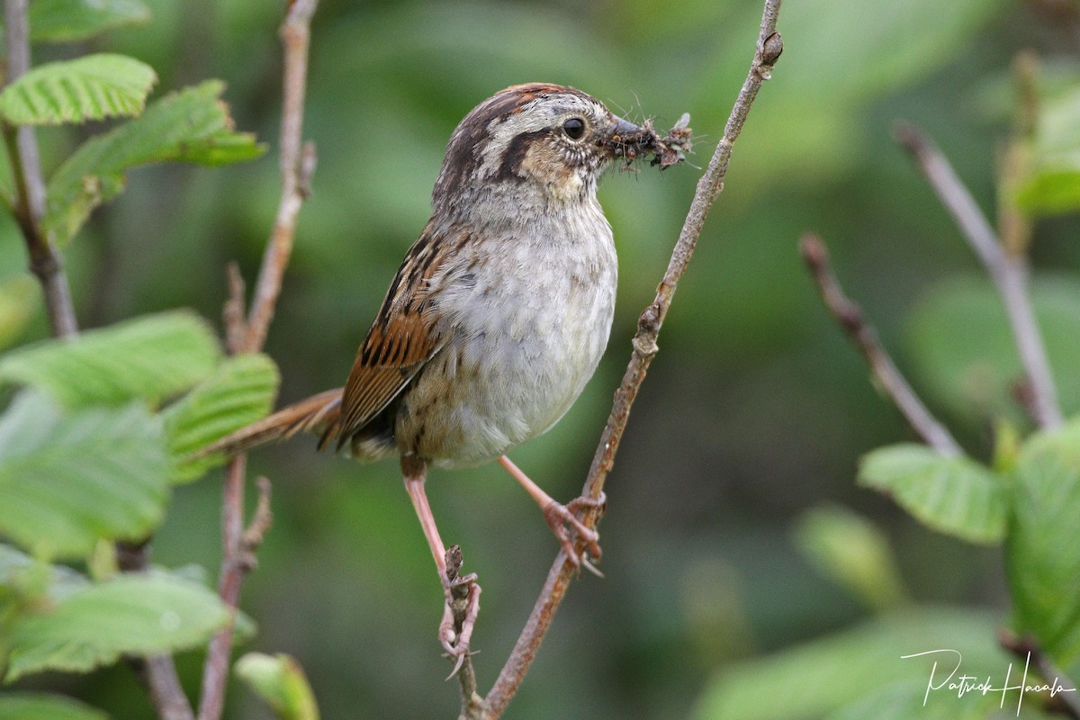 Swamp Sparrow - ML621162418
