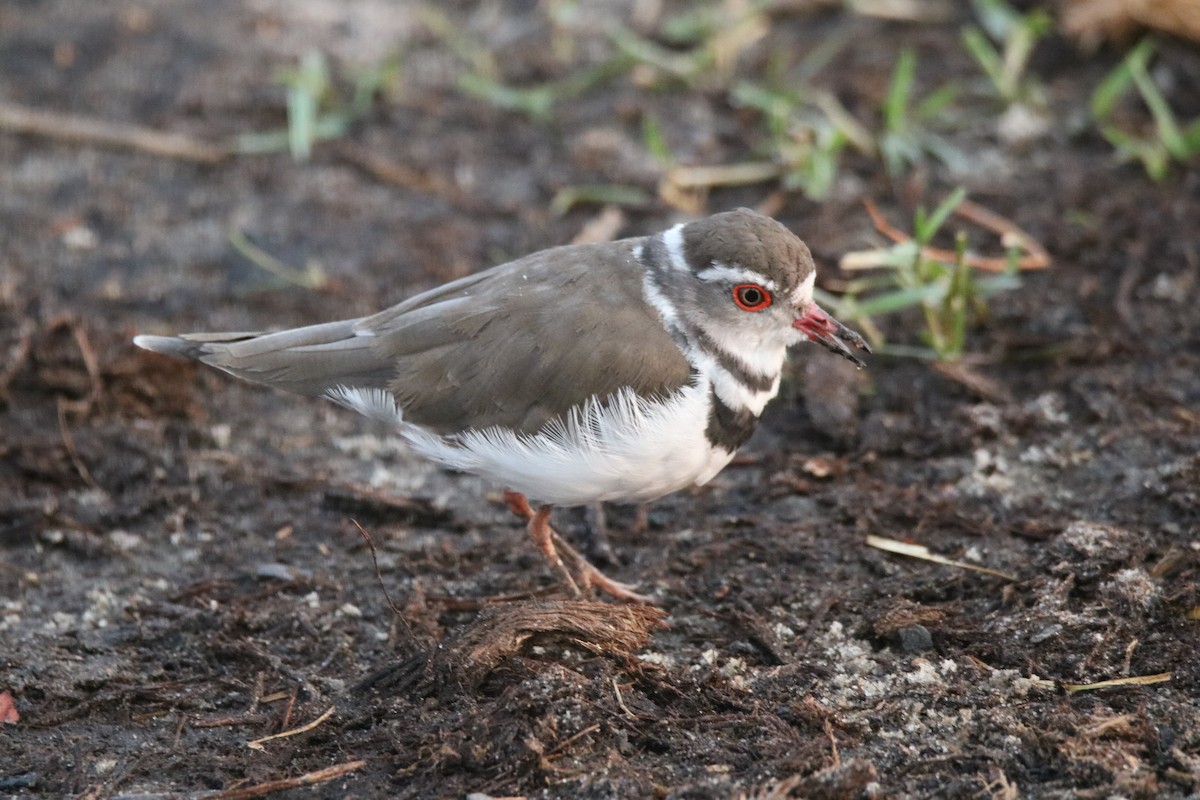 Three-banded Plover - ML621162434