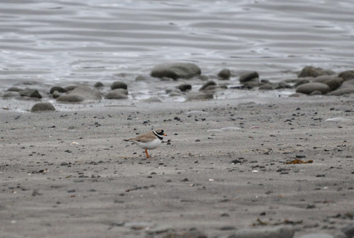 Common Ringed Plover - ML621162446