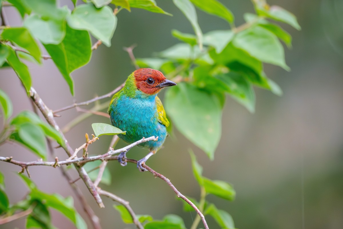 Bay-headed Tanager - ML621162450